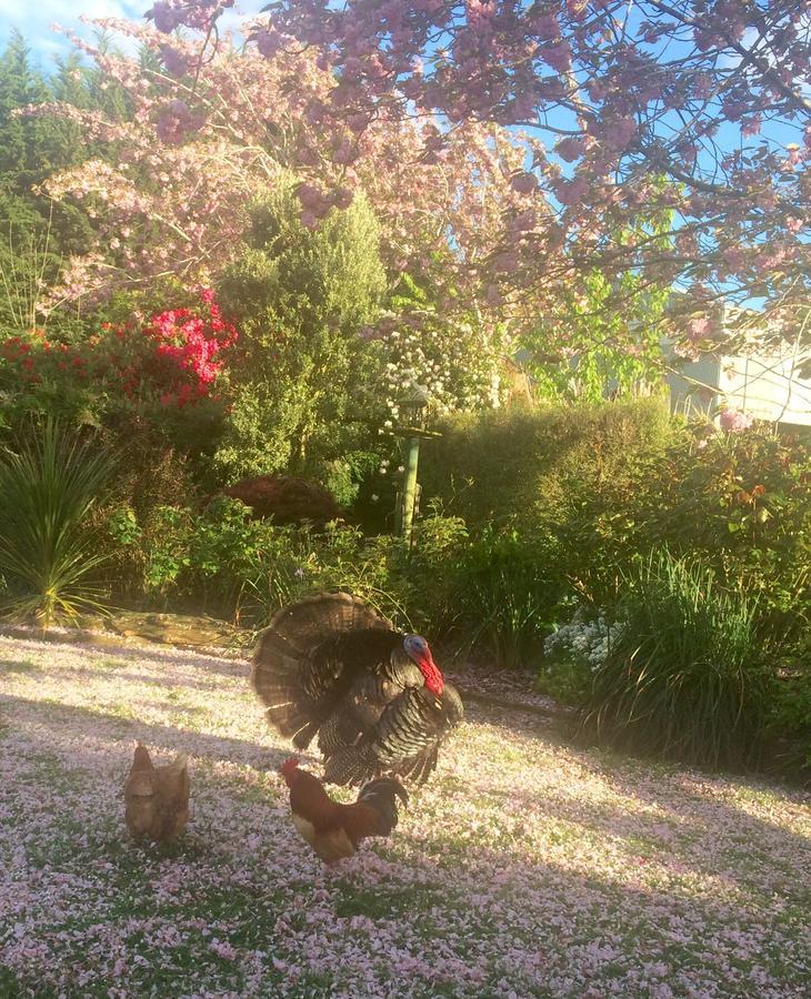 Milton Solve Sanctuary Bed & Breakfast エクステリア 写真